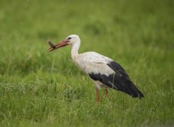 b_250__16777215_0_0_images_imp17_4_storch.jpg